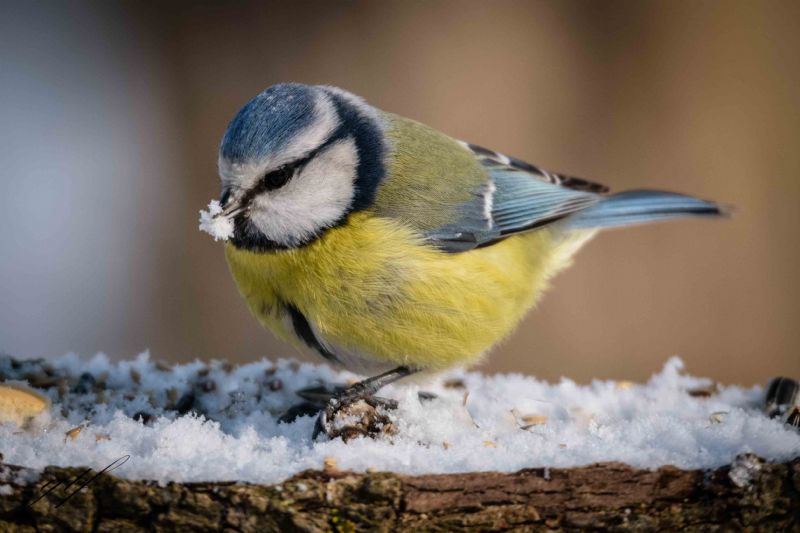 Cinciarella  (Cyanistes caeruleus)