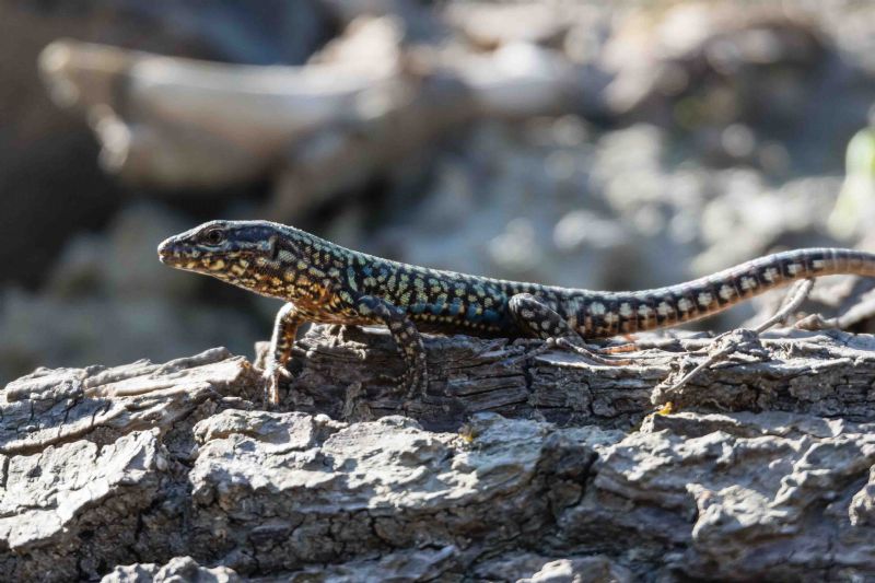 identificazione lucertola: Podarcis muralis, maschio