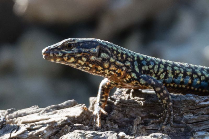 identificazione lucertola: Podarcis muralis, maschio