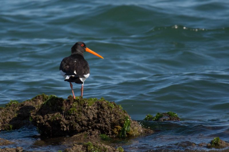 Beccaccia di mare (Haematopus ostralegus)