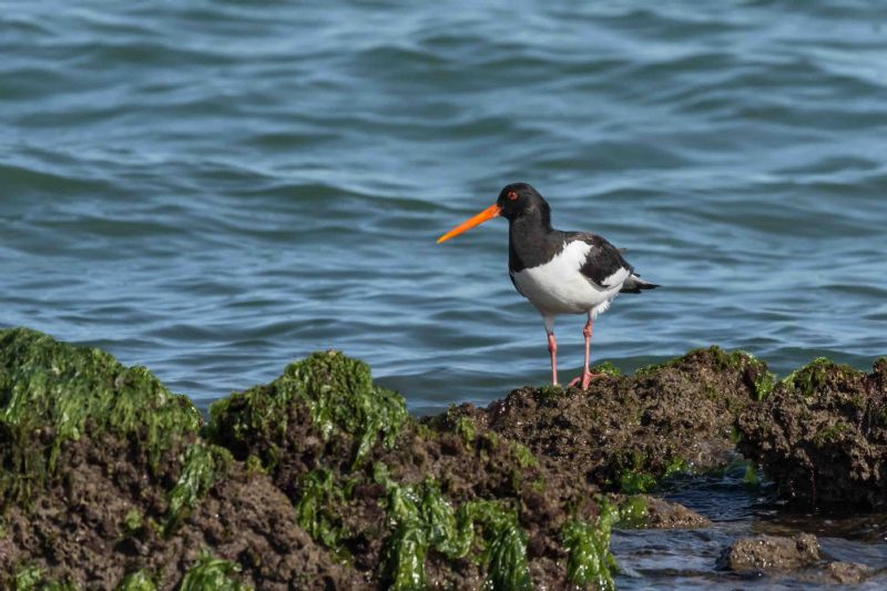 Beccaccia di mare (Haematopus ostralegus)