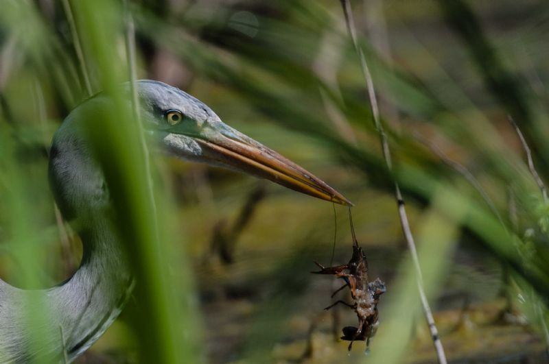 Airone cenerino (Ardea cinerea)
