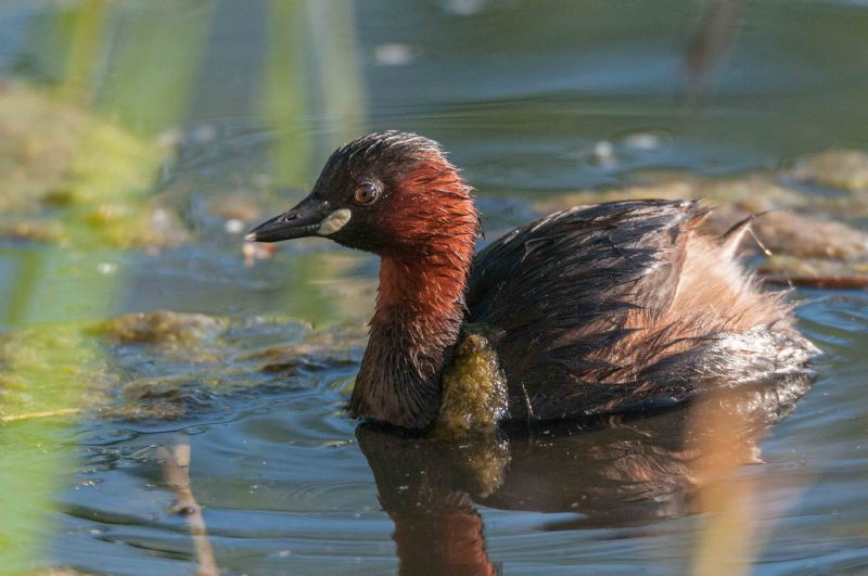 Tuffetto (Tachybaptus ruficollis)