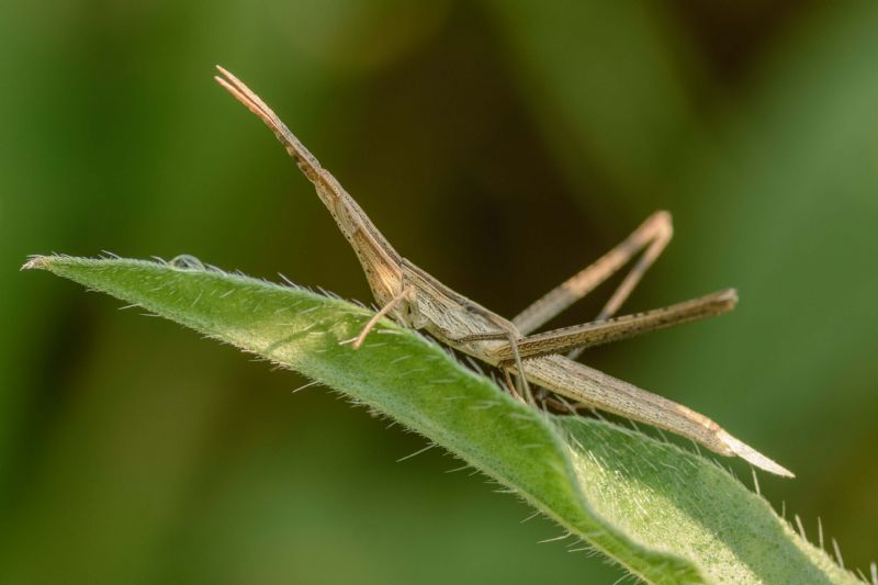 Acrida ungarica