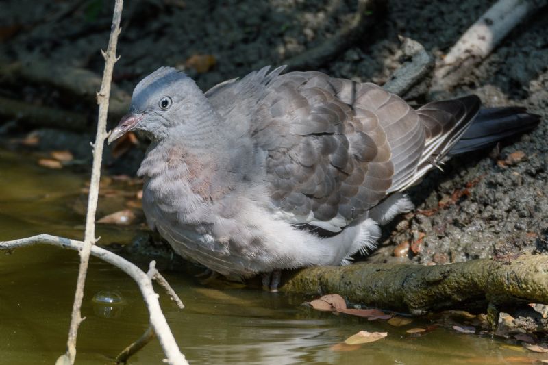 Colombaccio (Columba palumbus)