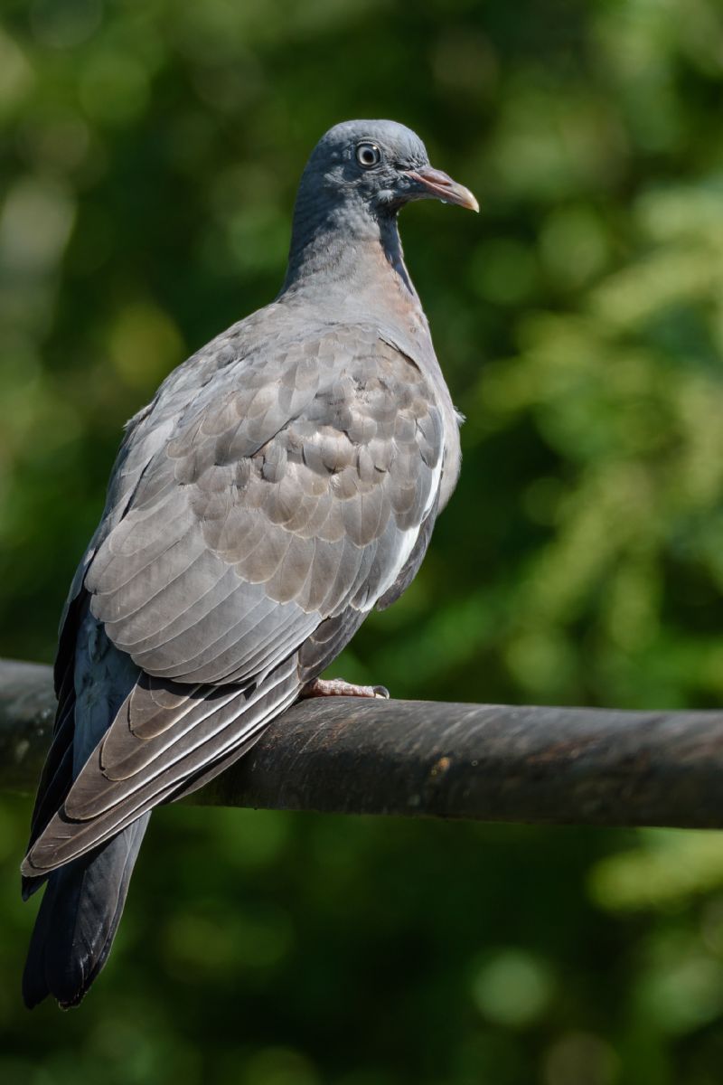 Colombaccio (Columba palumbus)