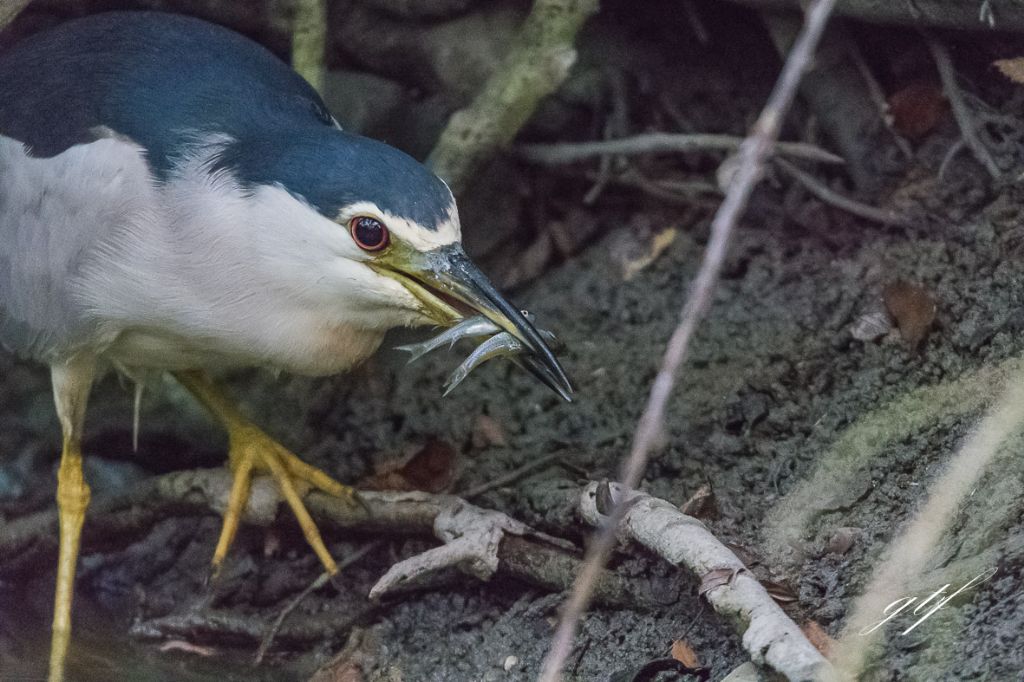 Nitticora (Nycticorax nycticorax)  con preda