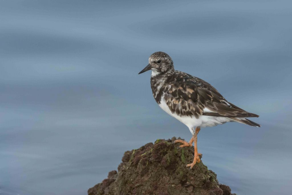 Voltapietre (Arenaria interpres)