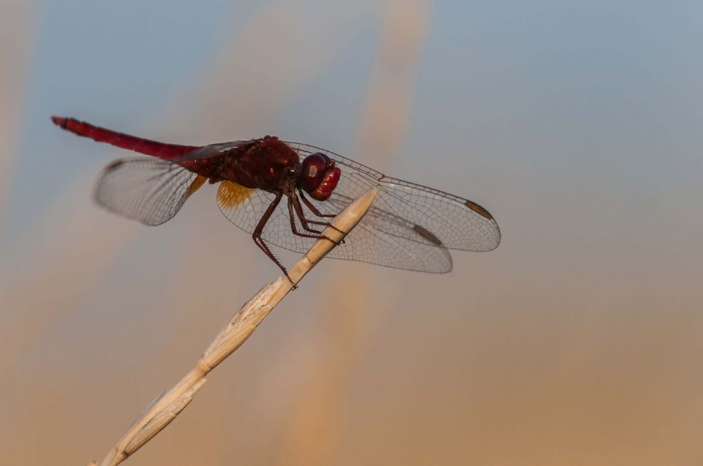 Libellula: femmina di Crocothemis erythraea