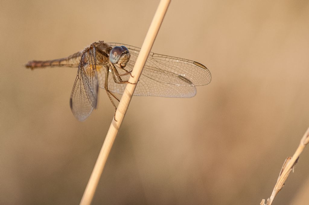 Libellula: femmina di Crocothemis erythraea
