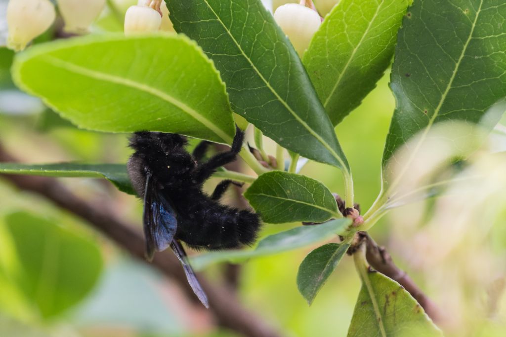 Apidae: Xilocopa sp.