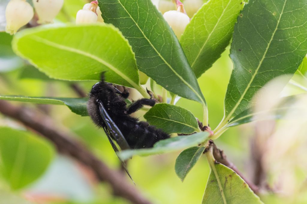 Apidae: Xilocopa sp.