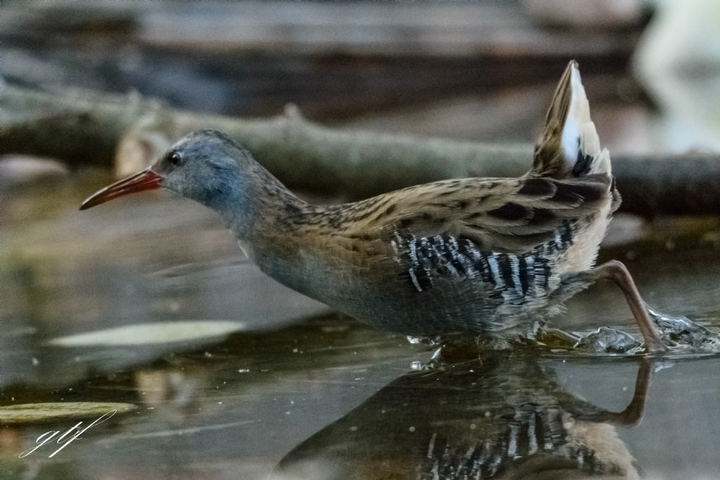 Porciglione (Rallus aquaticus)