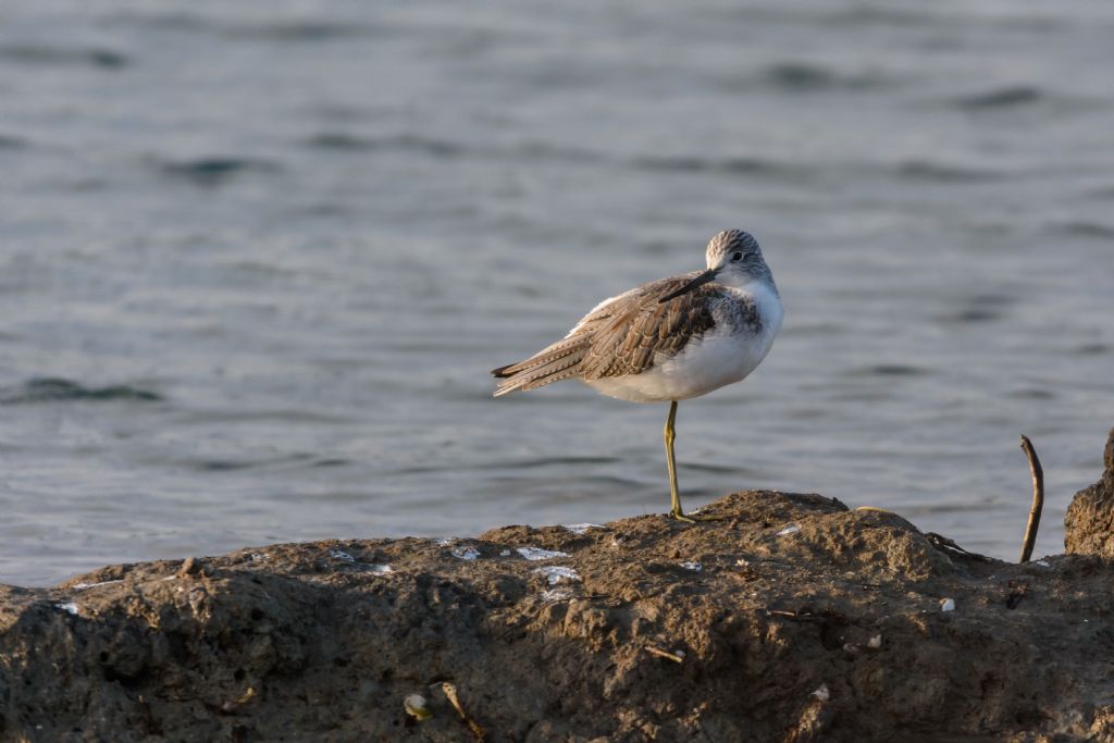 Pantana (Tringa nebularia)