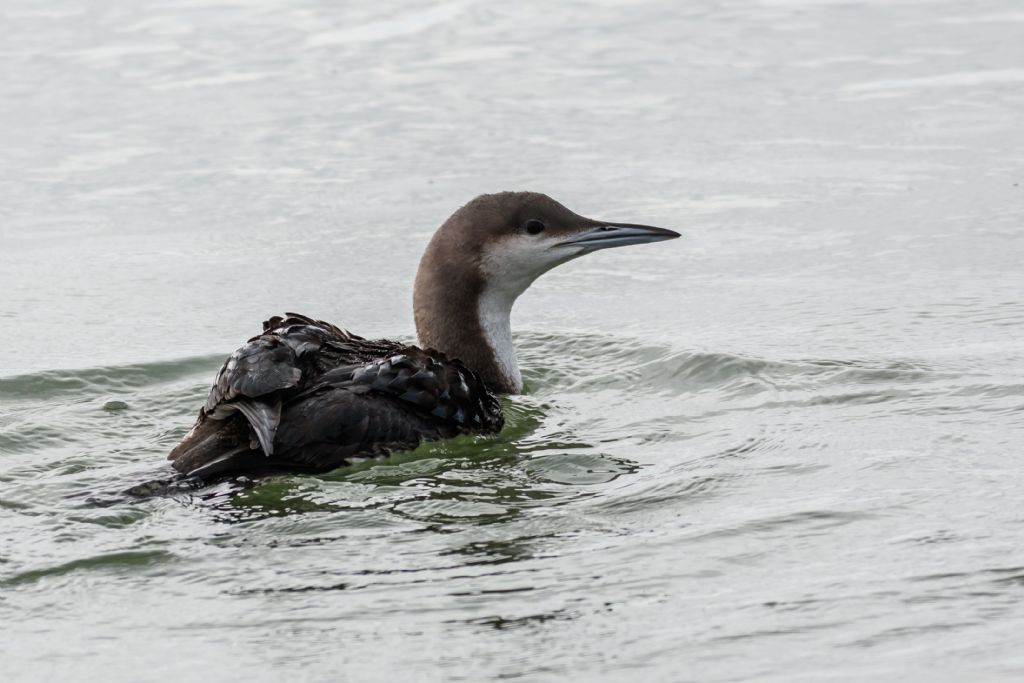 Strolaga mezzana (Gavia arctica)