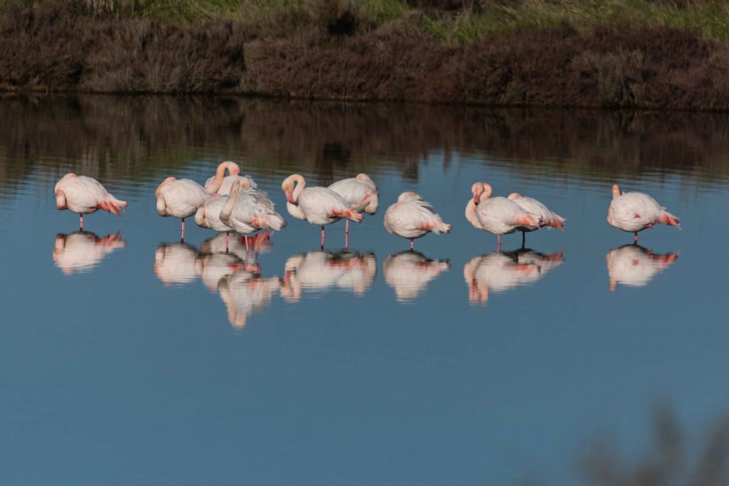 Fenicotteri rosa  (Phoenicopterus roseus)