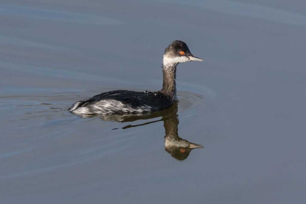 Svasso piccolo  (Podiceps nigricollis)