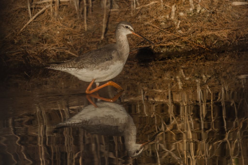 Totano moro (Tringa erythropus)