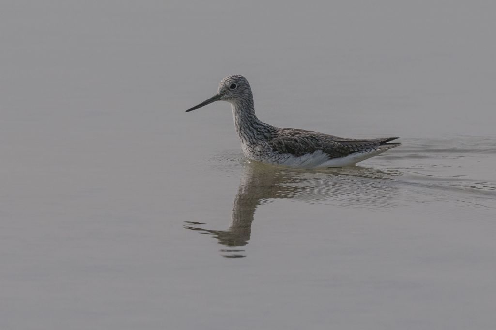 Pantana (Tringa nebularia) ?   S !