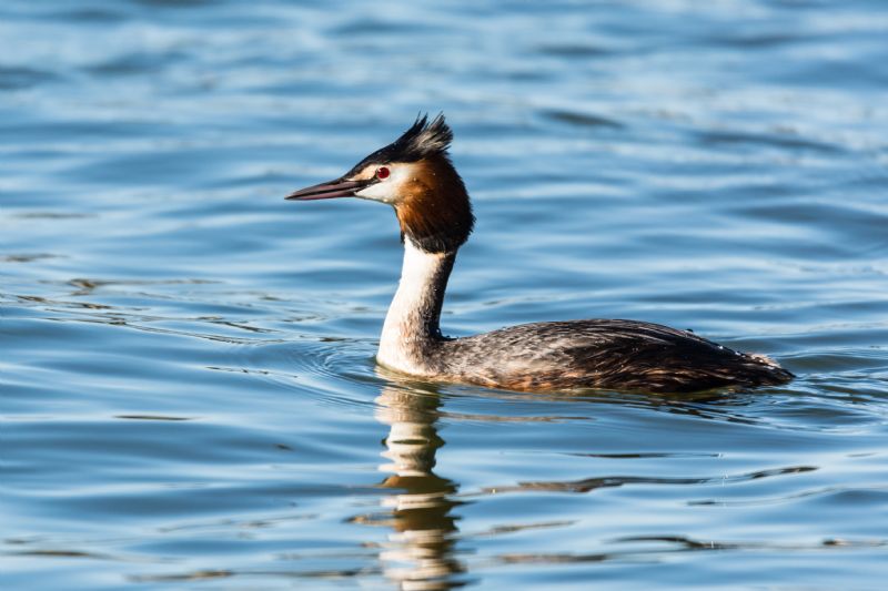 Svasso maggiore (Podiceps cristatus)