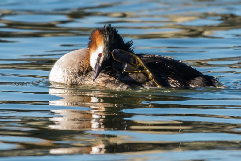 Svasso maggiore (Podiceps cristatus)