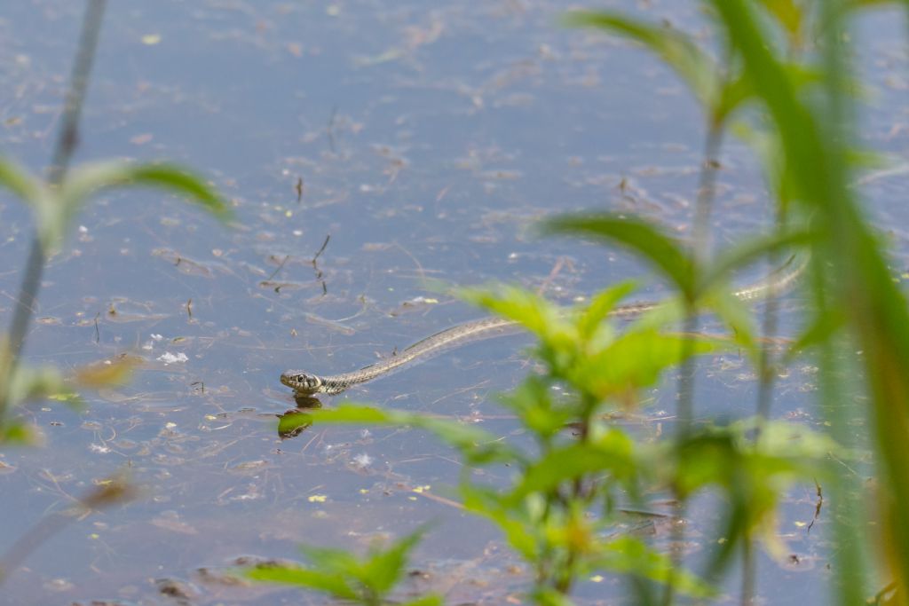 Natrix natrix persa