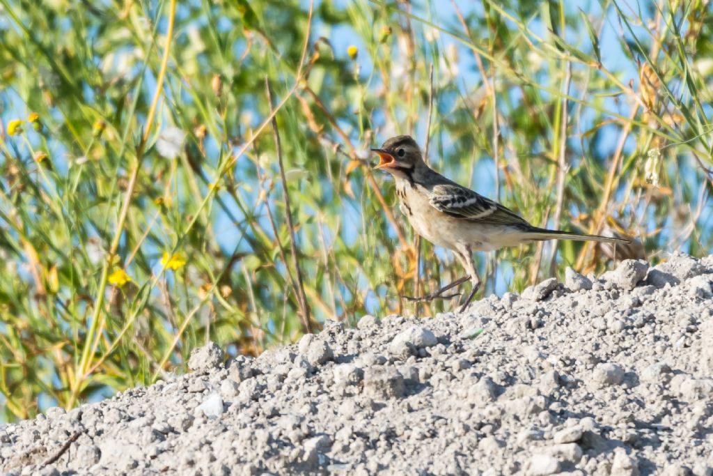 giovane Cutrettola (Motacilla flava)