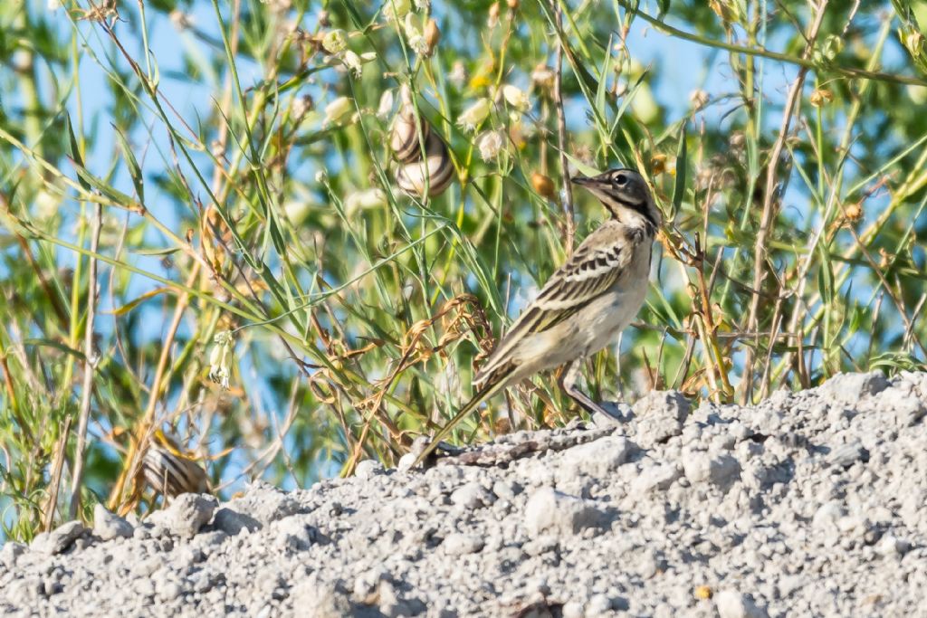 giovane Cutrettola (Motacilla flava)