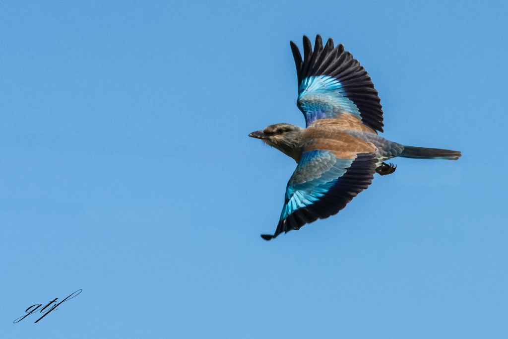 Ghiandaia marina (Coracias garrulus)