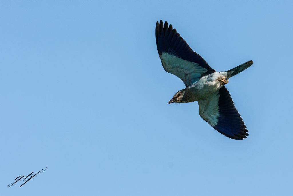 Ghiandaia marina (Coracias garrulus)