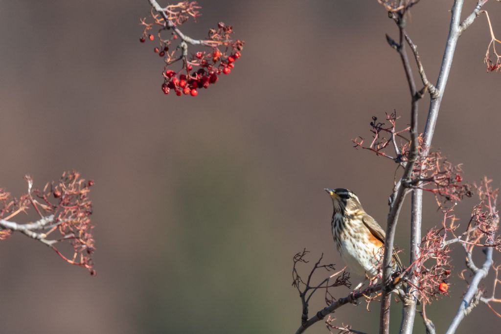 Tordo sassello (Turdus iliacus)