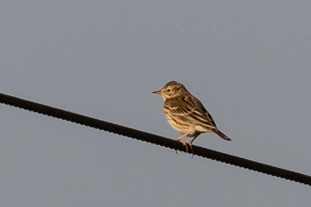 Pispola  (Anthus pratensis)