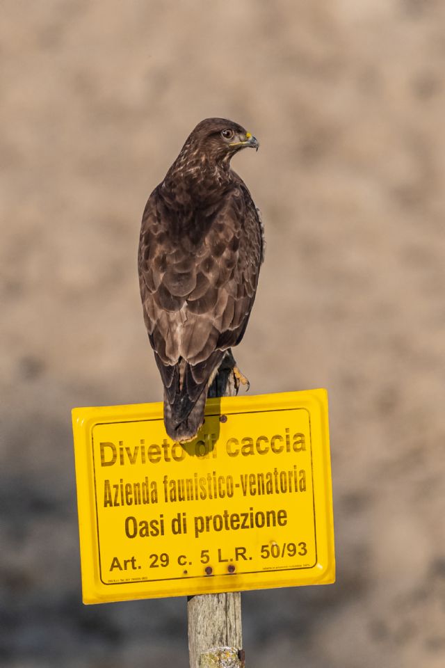 Divieto di caccia