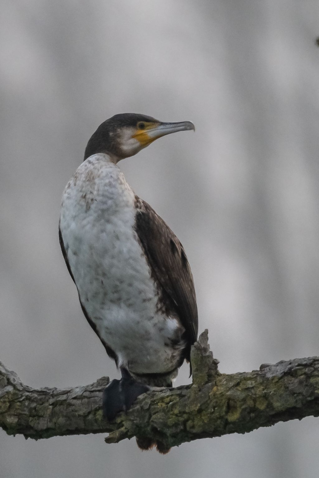 Cormorano juv. (Phalacrocorax carbo)