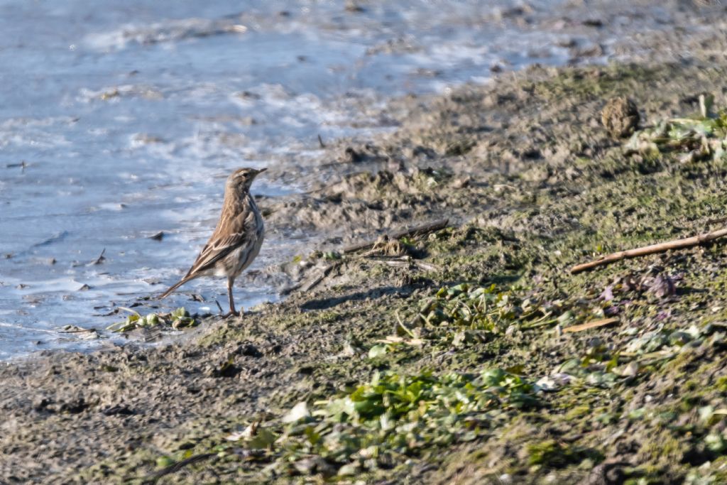 Spioncello (Anthus spinoletta)