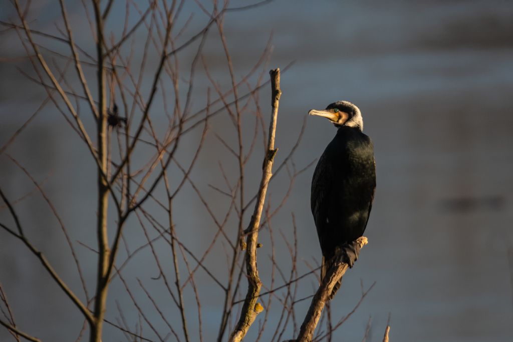 Cormorano