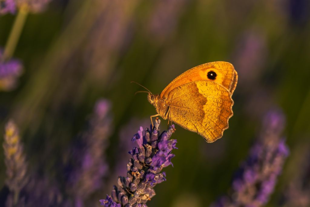 Maniola jurtina (Nymphalidae), femmina