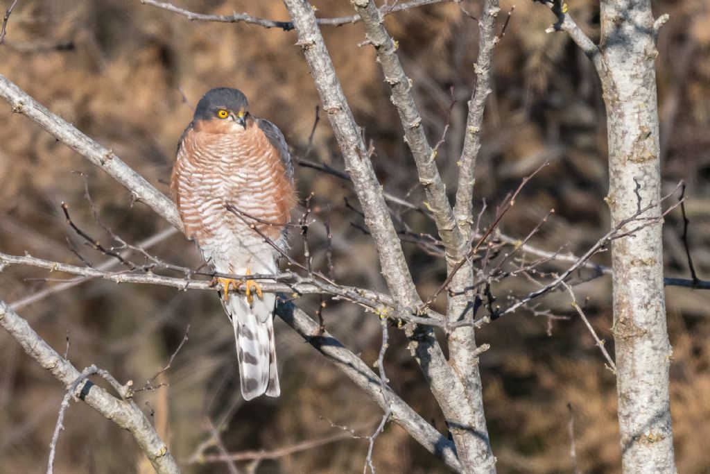 Sparviere ♂