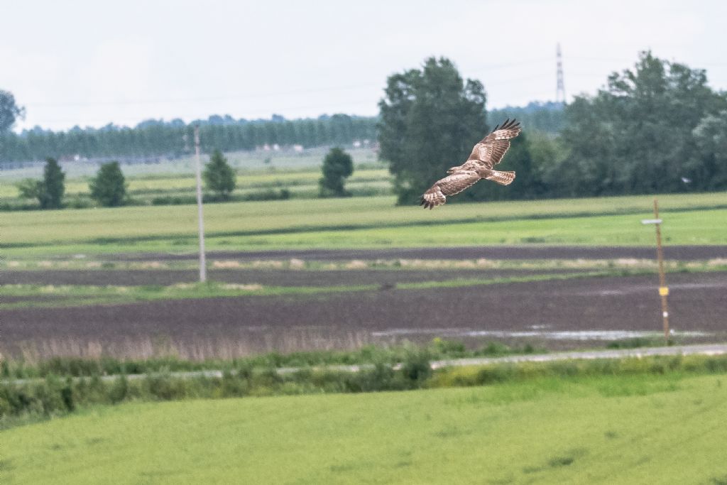 Falco di palude