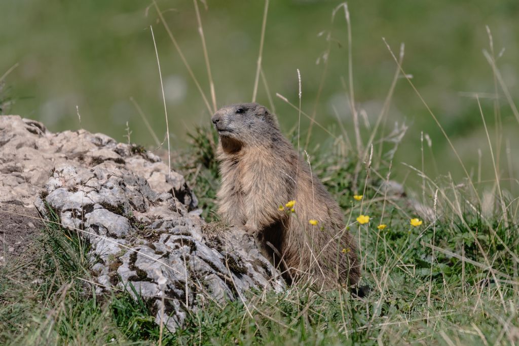 Marmotta