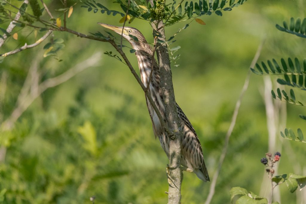 Tarabusino giovane