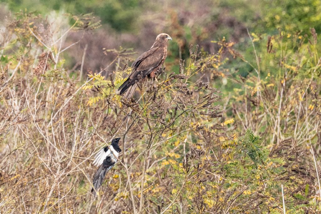 Falco di palude