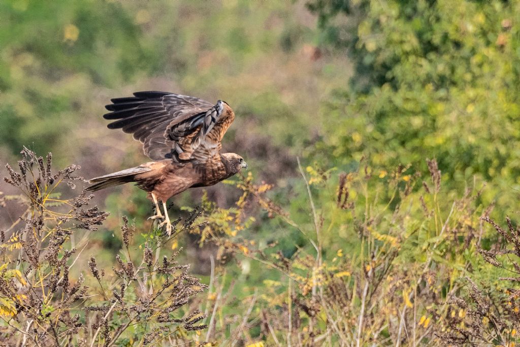 Falco di palude