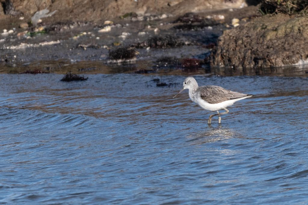 Piro piro boschereccio