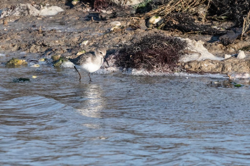 Piovanello pancianera