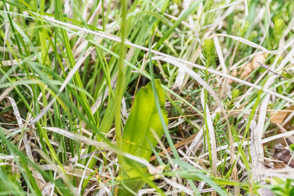 Plantanthera Bifolia ?