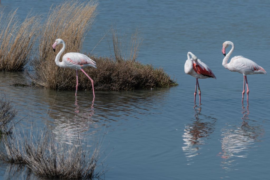 Fenicotteri rosa