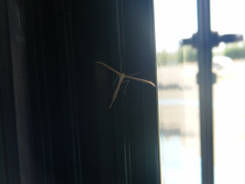 insetto mai visto: Emmelina cfr monodactyla (Pterophoridae)