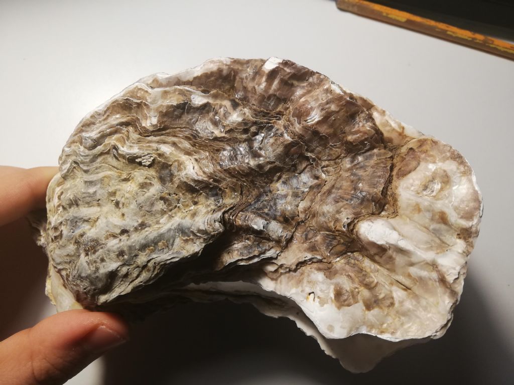 Crassostrea angulata?