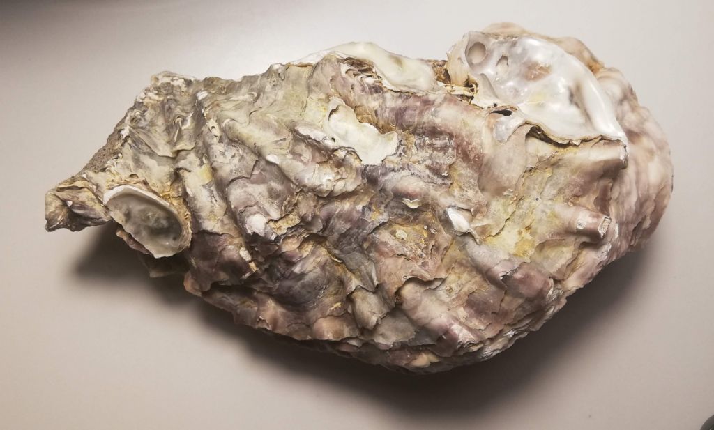 Crassostrea angulata?